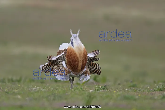 : Great Bustard displaying male : Great Bustard displaying male