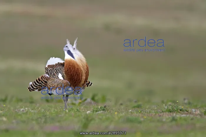 : Great Bustard displaying male : Great Bustard displaying male