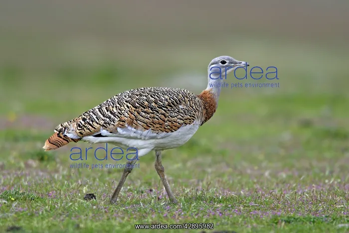 : Great Bustard displaying male : Great Bustard displaying male