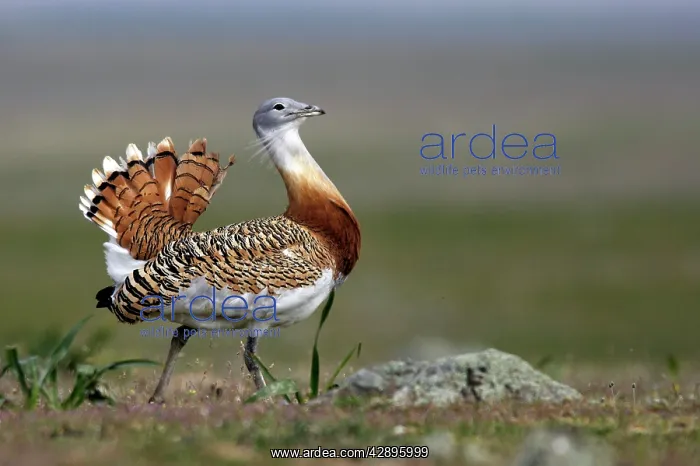 : Great Bustard displaying male : Great Bustard displaying male
