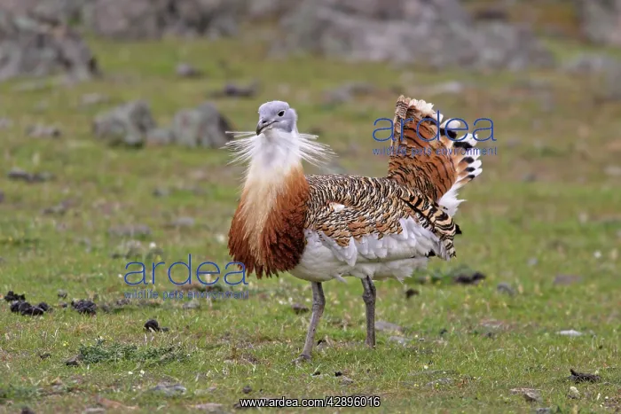 : Great Bustard displaying male : Great Bustard displaying male
