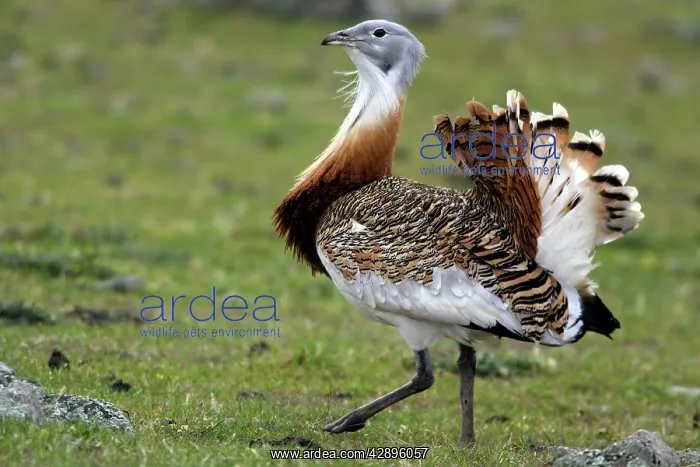 : Great Bustard displaying male : Great Bustard displaying male