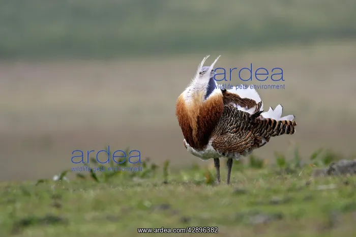  : Great Bustard displaying male
