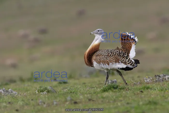 : Great Bustard displaying male : Great Bustard displaying male