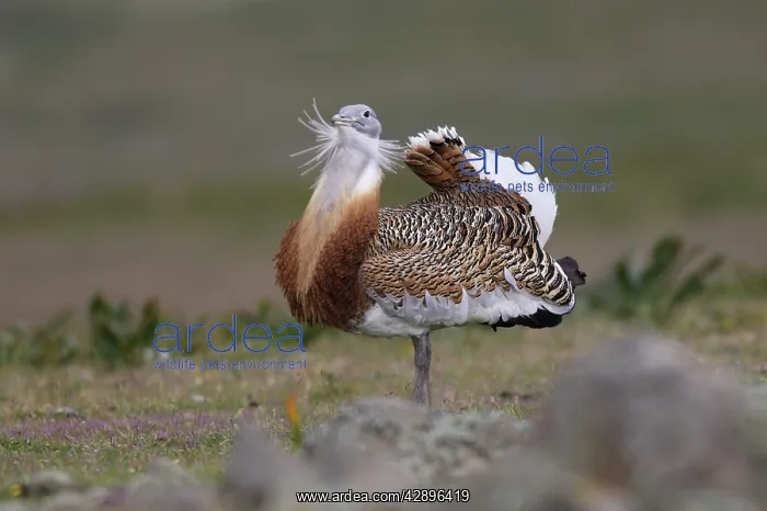 : Great Bustard displaying male : Great Bustard displaying male