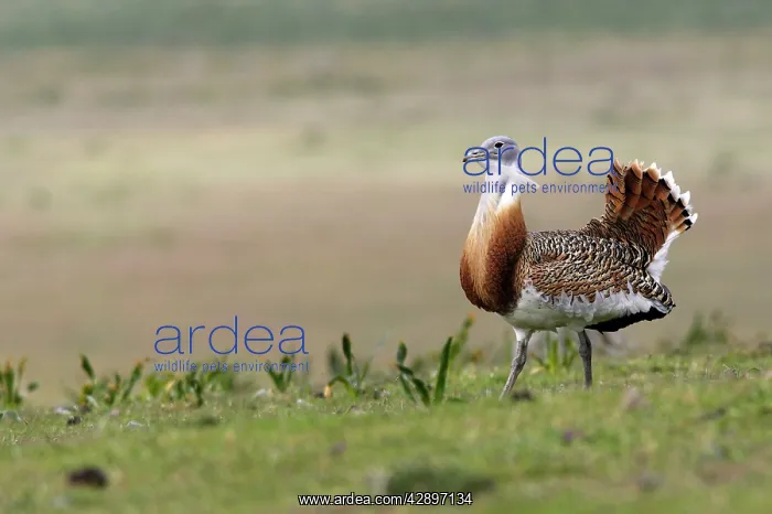  : Great Bustard displaying male