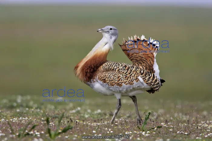 : Great Bustard displaying male : Great Bustard displaying male