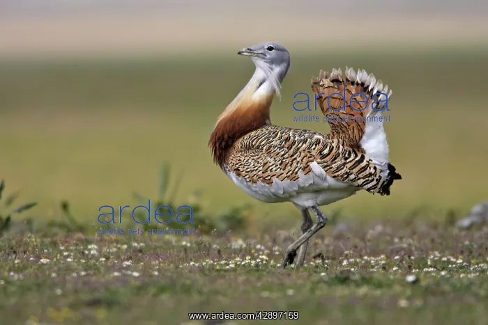 : Great Bustard displaying male : Great Bustard displaying male