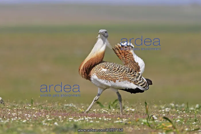 : Great Bustard displaying male : Great Bustard displaying male
