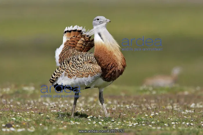 : Great Bustard displaying male : Great Bustard displaying male