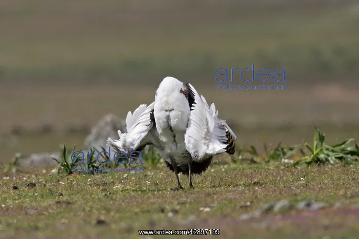: Great Bustard displaying male : Great Bustard displaying male