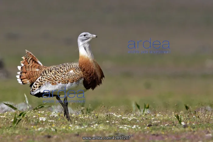 : Great Bustard displaying male : Great Bustard displaying male