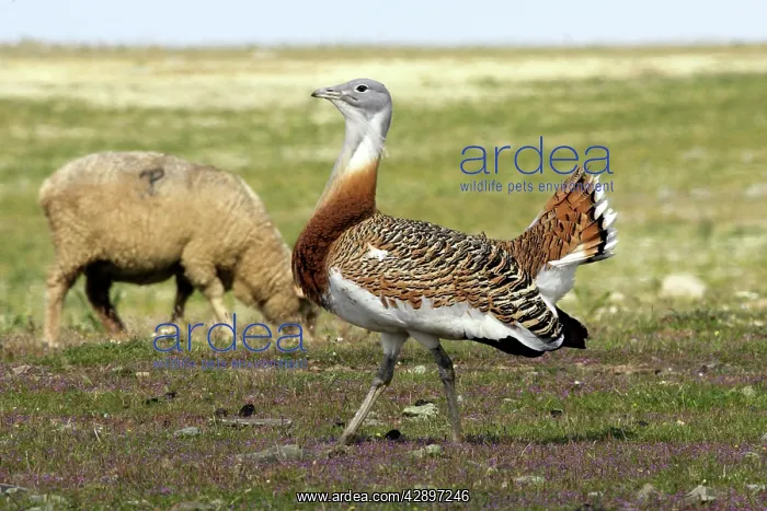 : Great Bustard displaying male : Great Bustard displaying male