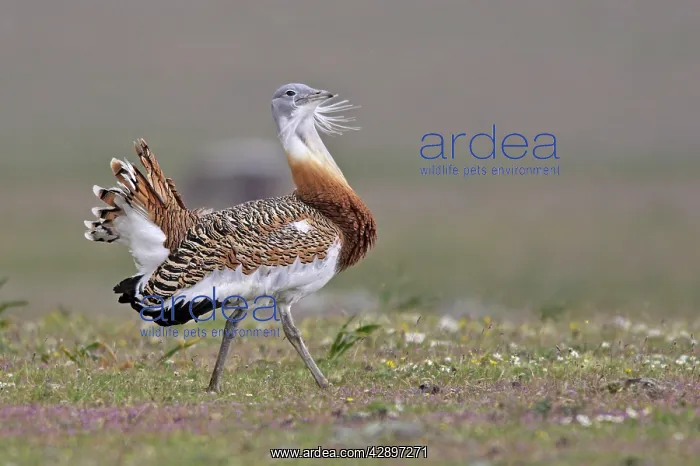 : Great Bustard displaying male : Great Bustard displaying male