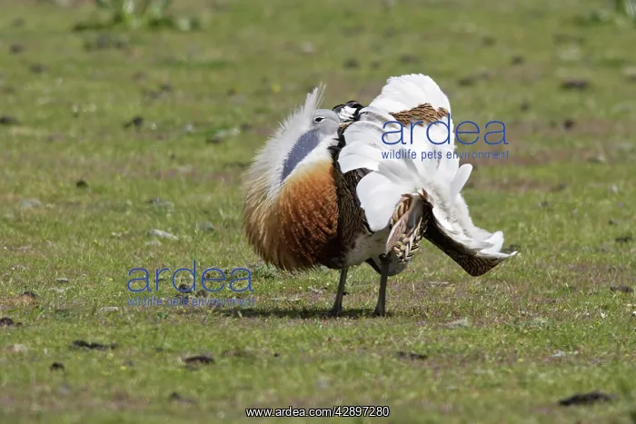 : Great Bustard displaying male : Great Bustard displaying male