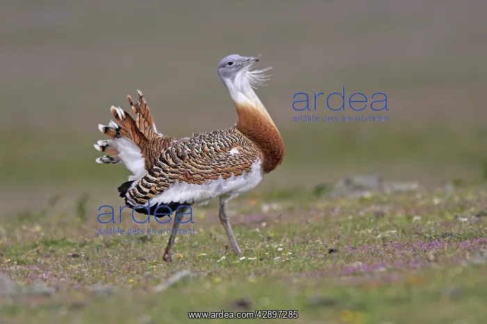: Great Bustard displaying male : Great Bustard displaying male