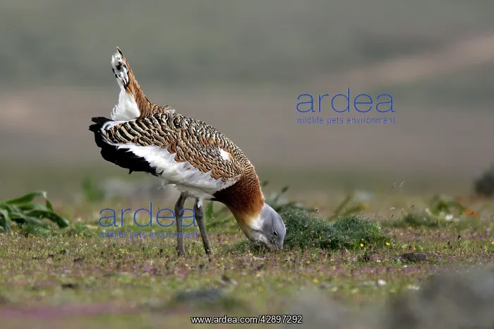 : Great Bustard displaying male : Great Bustard displaying male