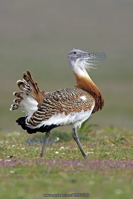 : Great Bustard displaying male : Great Bustard displaying male