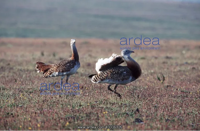  : GREAT BUSTARD - displaying, male and female