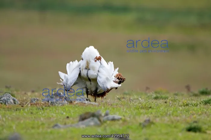  : Great Bustard - displaying on steppe
