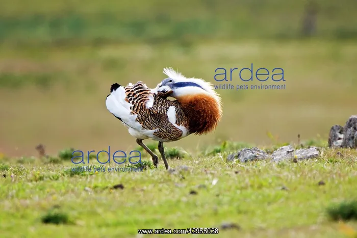 : Great Bustard - displaying and struts across spanish stepps : Great Bustard - displaying and struts across spanish stepps