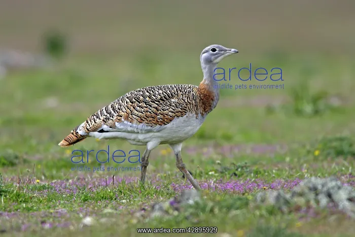 : Great Bustard - female : Great Bustard - female