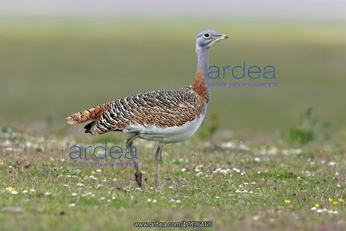  : Great Bustard - female in the rain