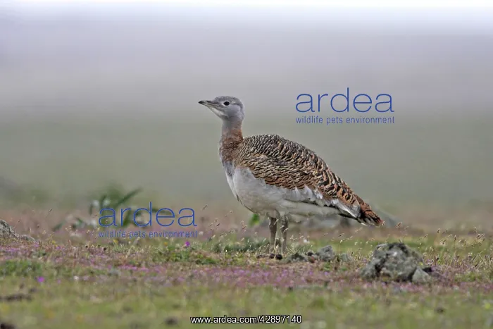 : Great Bustard - female in the rain : Great Bustard - female in the rain