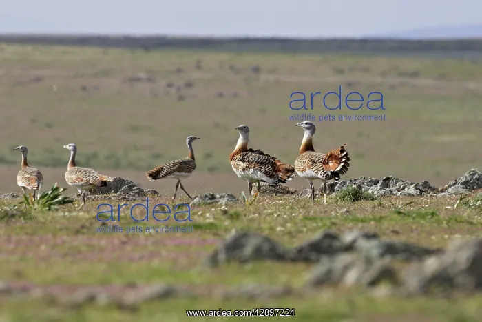: Great Bustard - Female and young males : Great Bustard - Female and young males