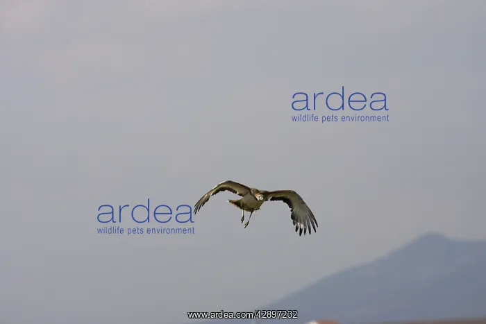  : Great Bustard - In flight