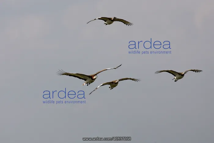  : Great Bustard - In flight