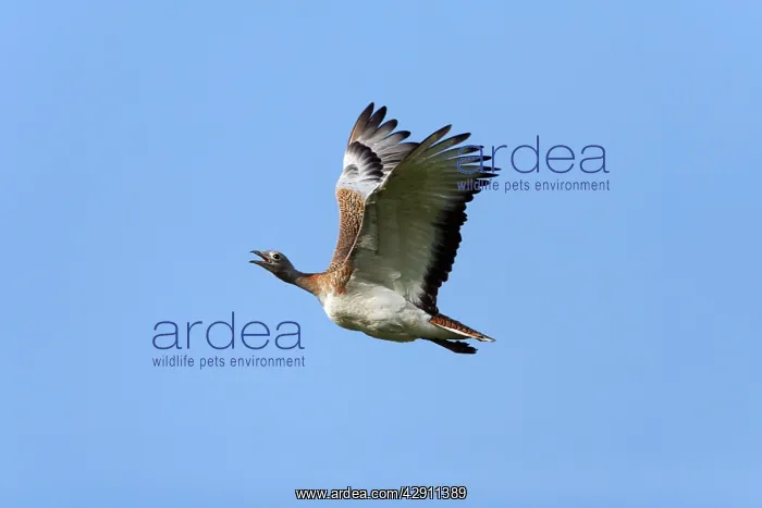 : Great Bustard - in flight : Great Bustard - in flight