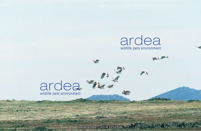 : GREAT BUSTARD - in flight : GREAT BUSTARD - in flight