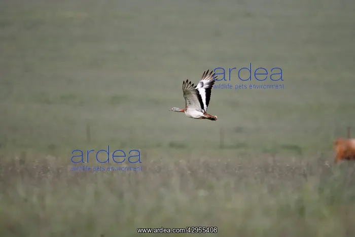 : Great Bustard - in flight - April : Great Bustard - in flight - April