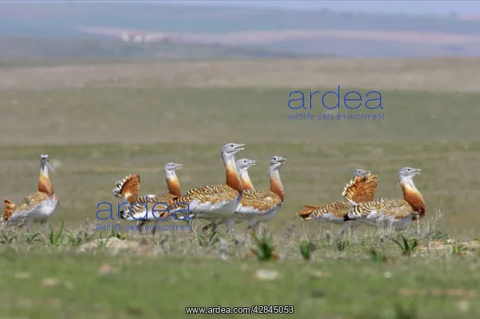 : Great Bustard - Flock together : Great Bustard - Flock together