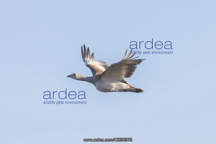 : Great Bustard hen flight : Great Bustard hen flight