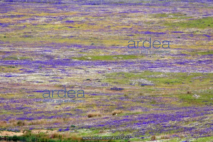 : Great Bustard lek - amongst wild flowers : Great Bustard lek - amongst wild flowers