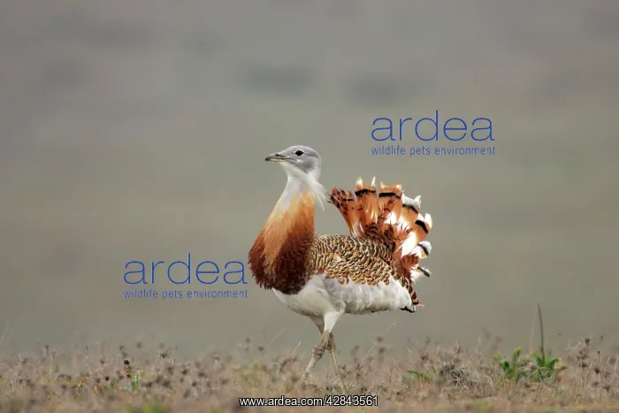 : Great Bustard - Male : Great Bustard - Male
