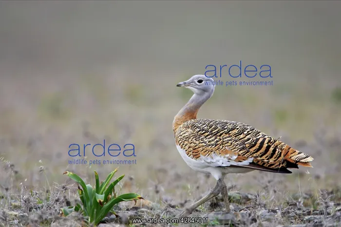 : Great Bustard - Male : Great Bustard - Male