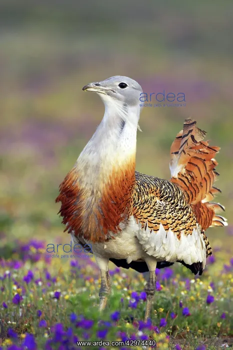 : Great Bustard - Male : Great Bustard - Male