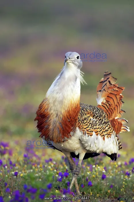 : Great Bustard - Male : Great Bustard - Male