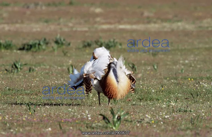  : Great Bustard - Male, display