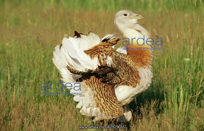 : Great Bustard - male, display : Great Bustard - male, display