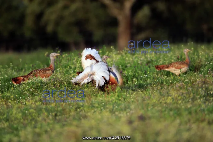 : Great Bustard - male displaying to 2 females : Great Bustard - male displaying to 2 females