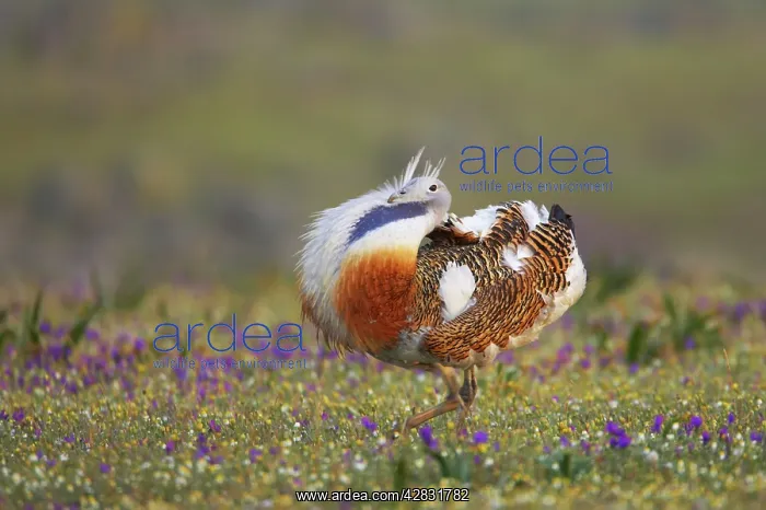 : Great Bustard - male displaying : Great Bustard - male displaying
