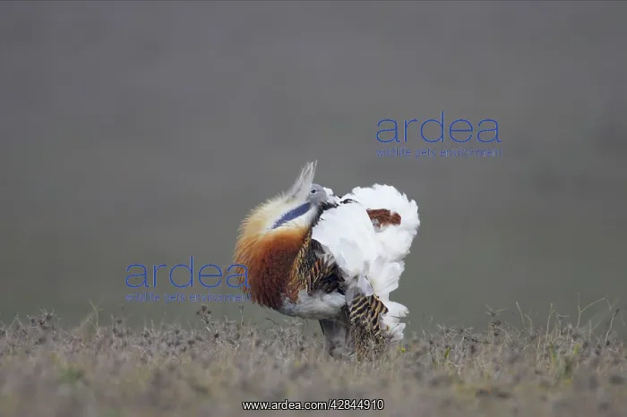 : Great Bustard - Male displaying : Great Bustard - Male displaying