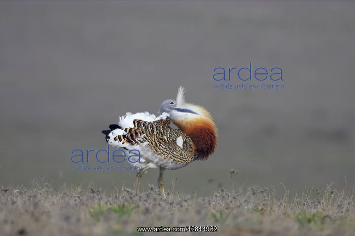 : Great Bustard - Male, displaying : Great Bustard - Male, displaying