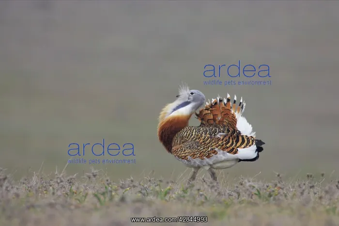 : Great Bustard - Male, displaying : Great Bustard - Male, displaying