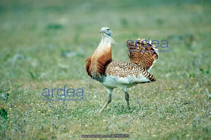 : GREAT BUSTARD - male displaying : GREAT BUSTARD - male displaying