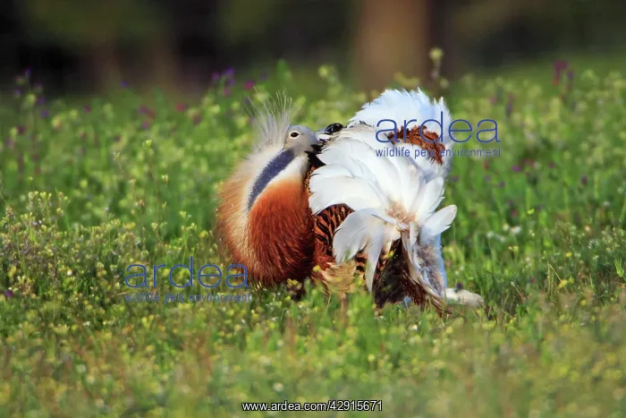 : Great Bustard - male displaying : Great Bustard - male displaying